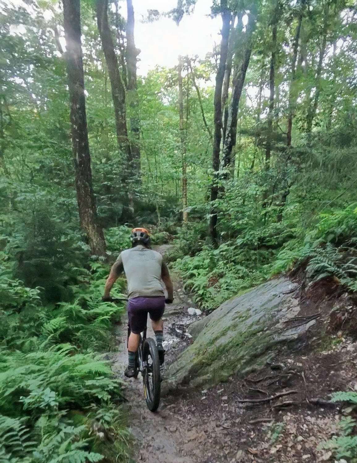 A rider climbing a rocky singletrack through ferns in dense green woods